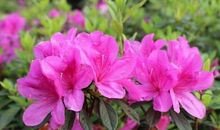 描写花朵盛开的句子