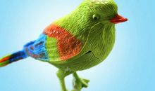 关于鸟叫的比喻句