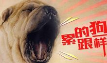 累成狗的幽默经典句子