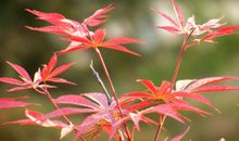 树叶飘落的比喻句