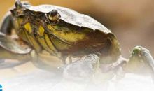 螃蟹过河歇后语