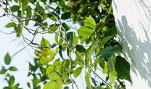 描写蔷薇的比喻句