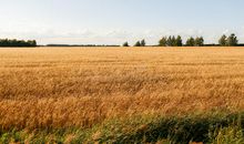 描写麦子成熟时的句子