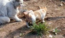 用一骨碌造句大全