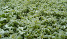 冰冻三尺歇后语