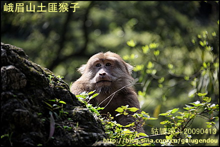 山猴爬树过敏