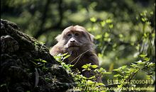 山猴子爬树歇后语