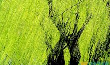 关于柳枝的比喻句