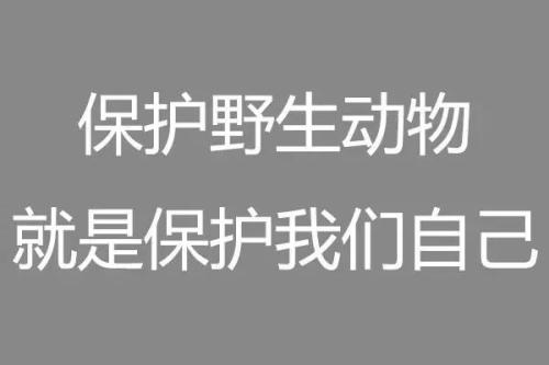 爱动物的口号