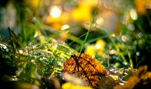 描写初秋早晨的句子