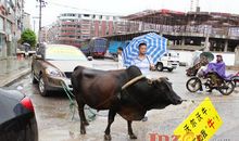 老牛拖破车歇后语