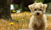 动物狗的英文谚语