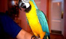 关于鹦鹉的比喻句