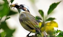 动植物的拟人句