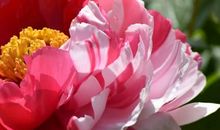 描写牡丹的比喻句