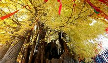 形容落叶的比喻句