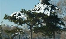 冬天的松树比喻句