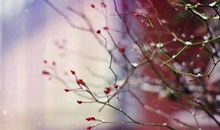 过完这个冬天，明年依旧春暖花开