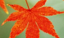 树叶落下比喻句