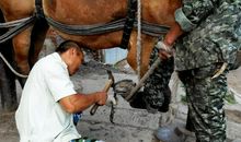 膝盖上马掌歇后语