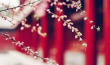 那时的花开，那年的雨落，是我久久珍藏渗入骨血的依恋