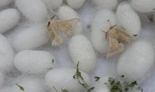 春蚕作茧歇后语