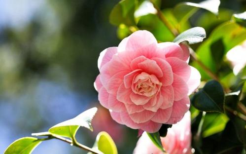 茶花