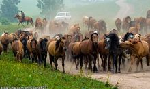 马群里的骆驼歇后语