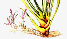 芦荟花的比喻句