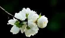 悼念长辈去世的古诗