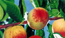 水果的比喻句简短