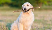 形容狗狗的句子