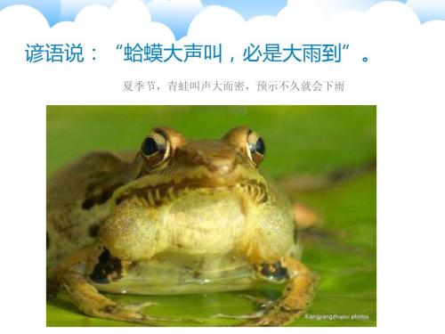 英语动物谚语