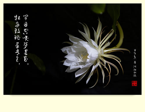 顿悟的优美隐喻