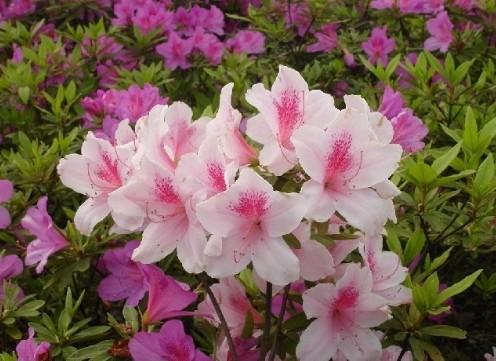 杜鹃花比喻句
