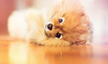 小动物动作的句子