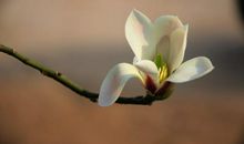 玉兰花的比喻句