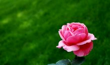 月季花的比喻句