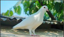 关于鸽子的比喻句