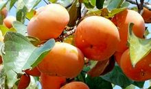 水果比喻句大全集