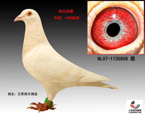 鸽子寓言