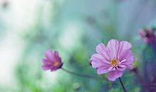 勇于追求是一种精神,懂得放弃是一种境界