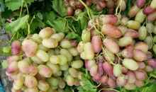 瓜果飘香造句大全