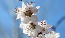 关于春天花开了句子朋友圈