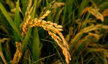 描写稻谷成熟的句子