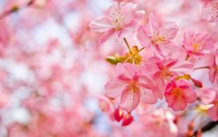 杏花拟人化的句子