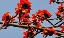 木棉树的比喻句