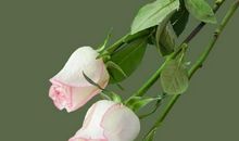 代表好心情的句子