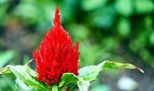 鸡冠花的比喻句