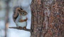 动物外貌比喻句